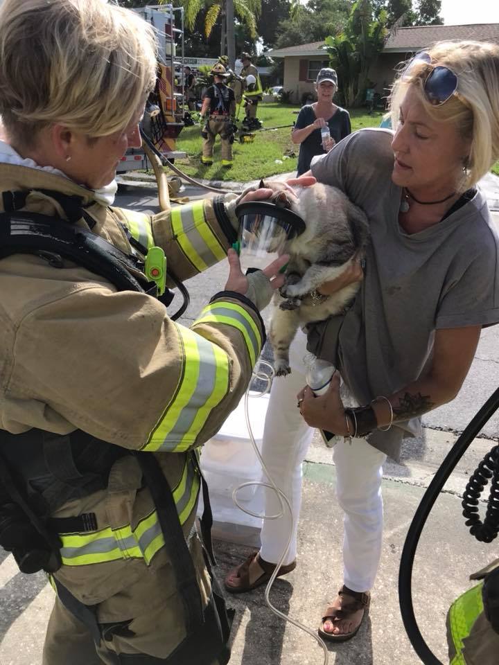 Oxygenating a cat after a fire