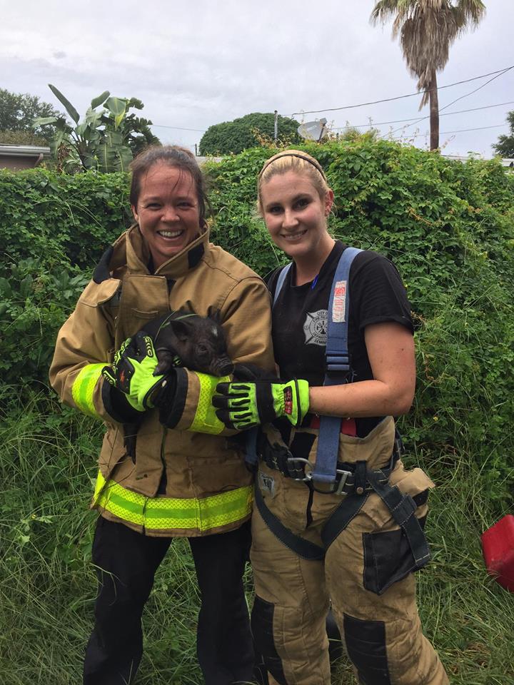 Firefighters with potbellied pig