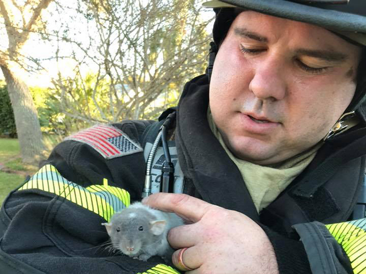 Firefighter holding a rodent